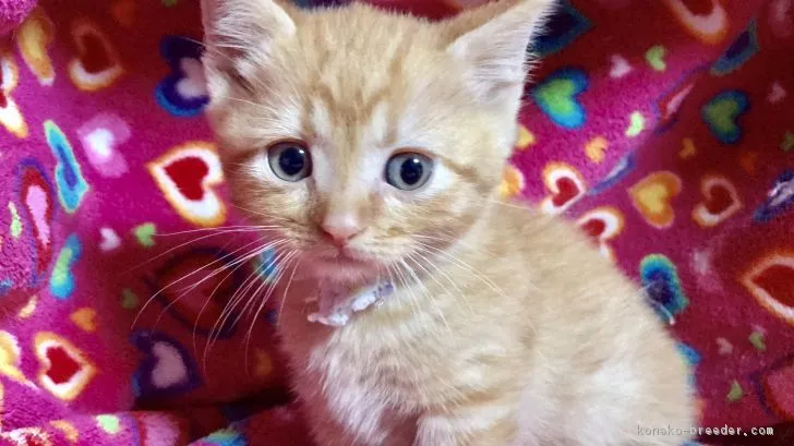 ID：1703-00130の子猫