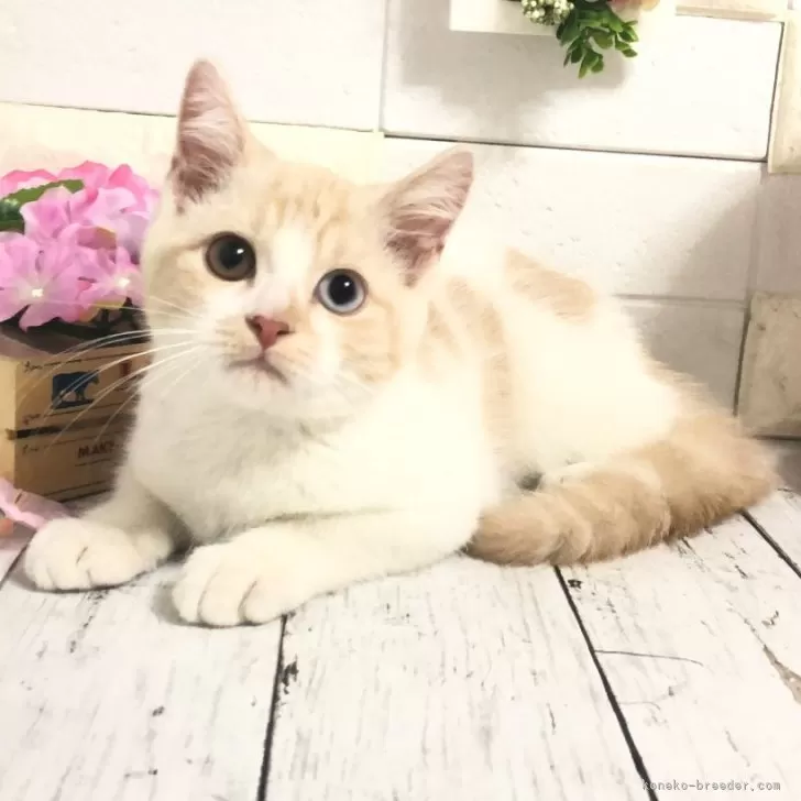 ID：2405-03241の子猫