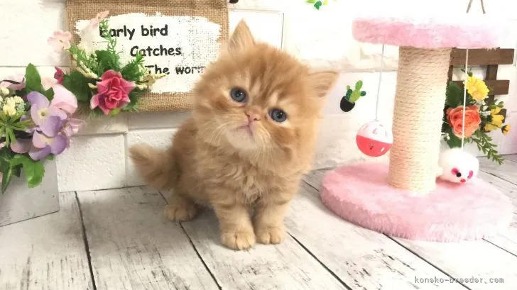 ID：2104-00786の子猫