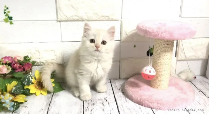 ヨウコ 様のお迎えした子猫