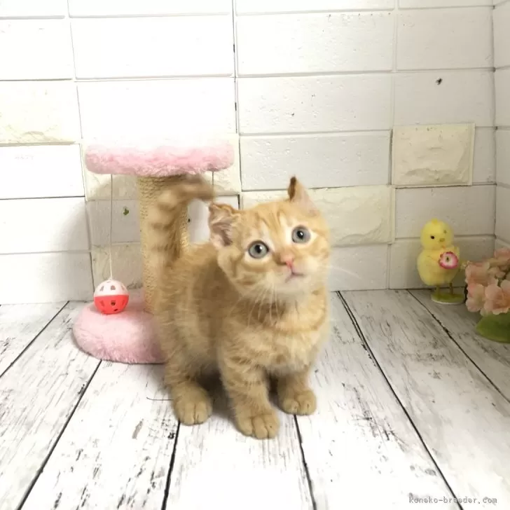 ID：2404-00026の子猫