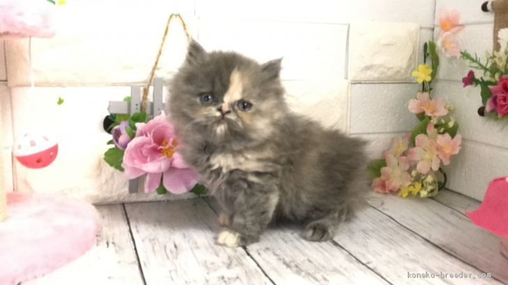 ペルシャ 埼玉県 女の子 年10月10日 ブルーパッチド おっとり可愛い性格ペルシャ ちゃん みんなの子猫ブリーダー 子猫id 11 ペルシャ 埼玉県 女の子 年10月10日 ブルーパッチド おっとり可愛い性格ペルシャ ちゃん みんなの子猫ブリーダー 子猫id 11