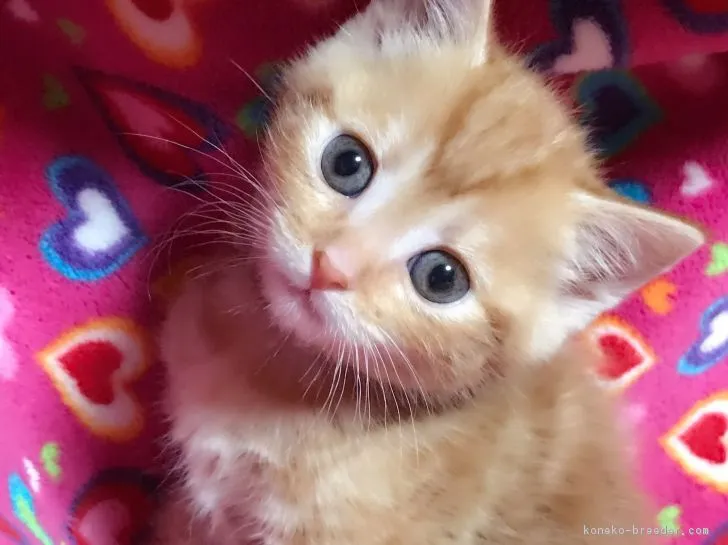 ID:1702-00748の子猫