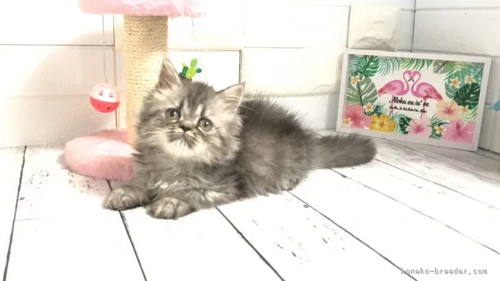 ID：2106-02627の子猫