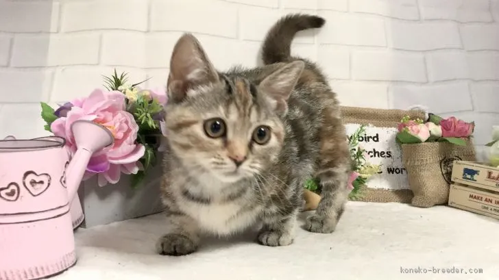 ID:1902-00827の子猫