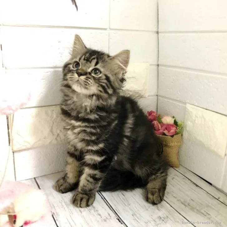 ID:2306-03416の子猫