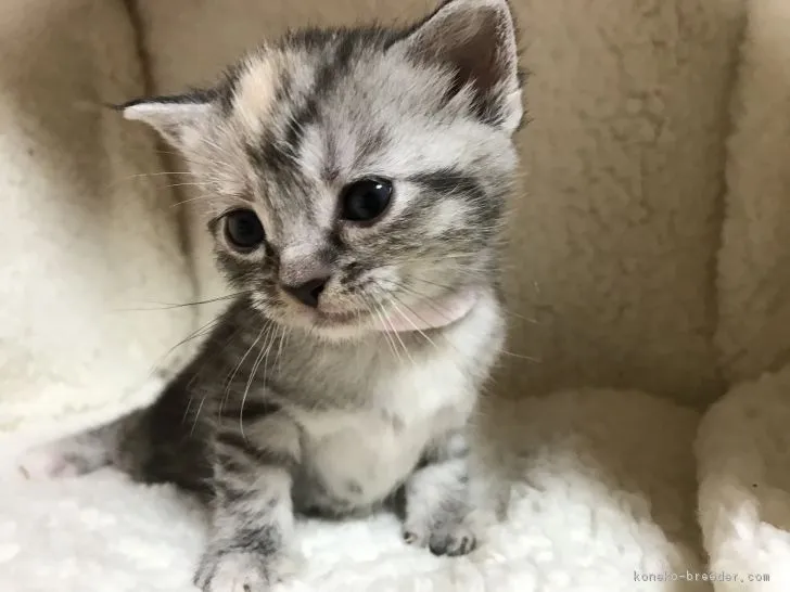 ID：1702-00597の子猫
