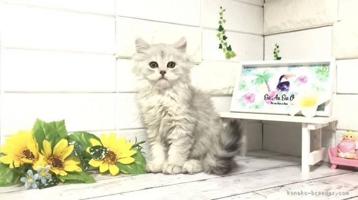 ID：2105-01417の子猫