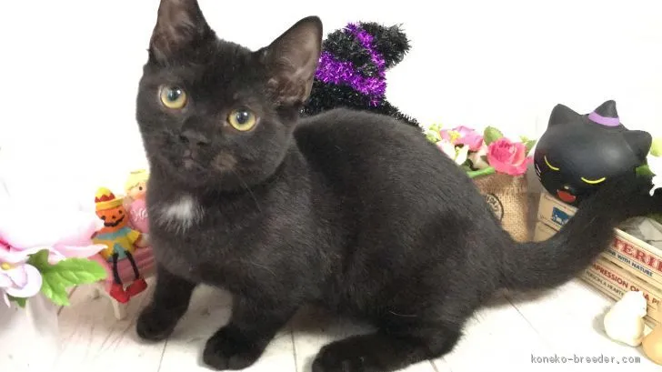 menom 様のお迎えした子猫
