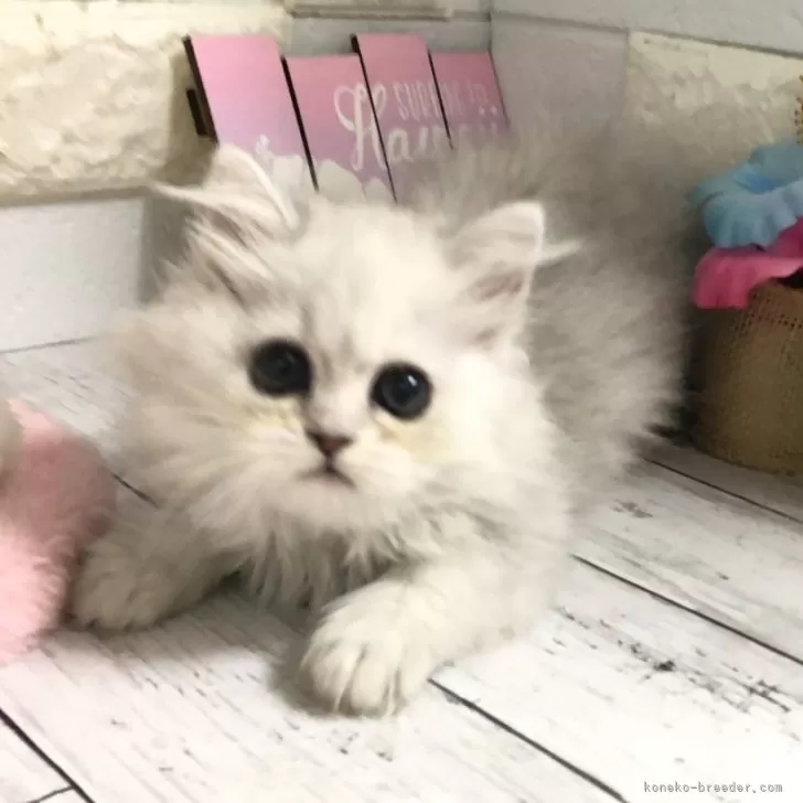 ID：2406-02404の子猫