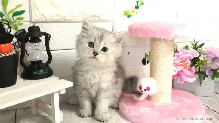 ID：2009-01644の子猫