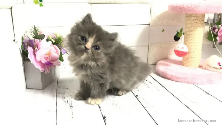 ID：2111-02067の子猫