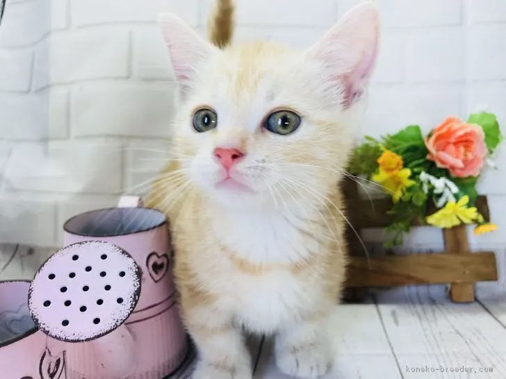 ID：1804-01236の子猫