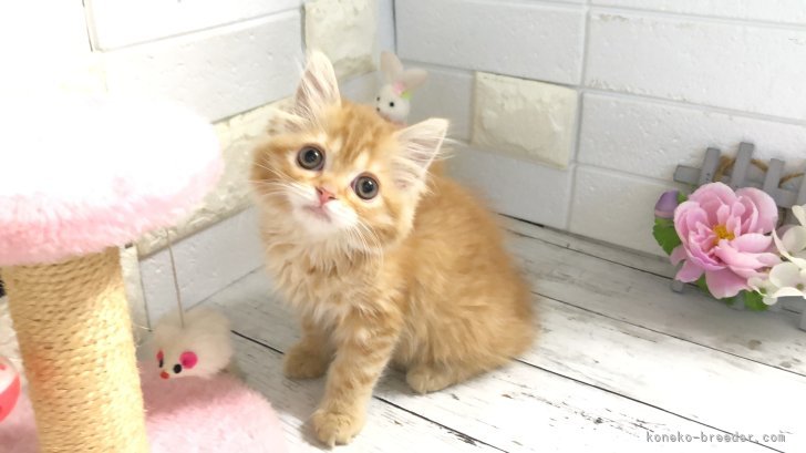 ミヌエット【・女の子・2025年1月31日・レッドタビー】