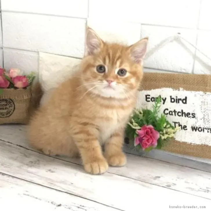 ID：2208-03124の子猫