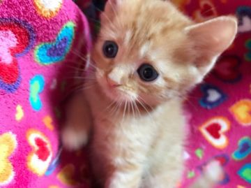 マンチカン【埼玉県・女の子・2017年2月20日・レッドタビー（短毛）】の写真「まだ少し幼さ残りますが可愛くなりますよK」