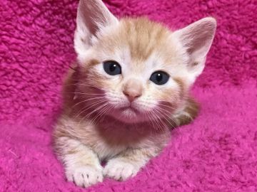 マンチカン(長足)【埼玉県・女の子・2018年2月16日・レッドタビー】の写真「人気のレッド長足ちゃん♡」