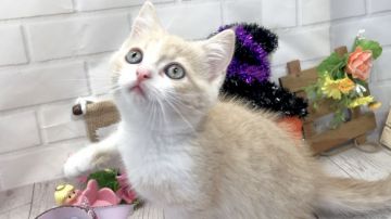 マンチカン(長足)【埼玉県・男の子・2018年7月30日・クリームタビー&ホワイト】の写真「9/26迄で販売終了！お問い合わせはお早めに〜♪」