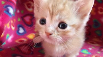 マンチカン【埼玉県・男の子・2017年2月20日・クリームタビー（短毛）】の写真「めっちゃ可愛い極足短くんK」