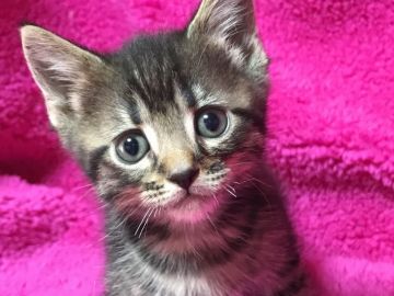 マンチカン(長足)【埼玉県・男の子・2017年12月20日・ブラウンタビー】の写真「人懐こくて遊んで欲しいタイプの長足くん」