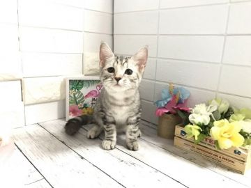 マンチカン【埼玉県・女の子・2021年4月9日・シルバーパッチドタビー】の写真「人懐っこく性格抜群‼️抱っこ好きの子お探しの方必見」