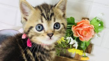 マンチカン(長足)【埼玉県・男の子・2018年4月27日・ブラウンマッカレルタビー】の写真「とても可愛いお顔の長足くん」