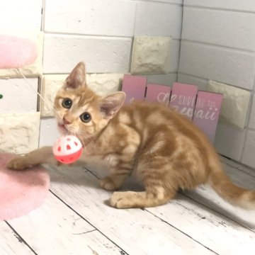 マンチカン(長足)【埼玉県・女の子・2024年5月12日・レッドタビー】の写真「可愛い長足ちゃん♡間も無く販売終了します」