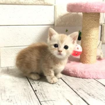 マンチカン【埼玉県・男の子・2022年5月12日・クリームタビー】の写真「おっとり可愛い短足くん」