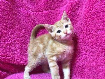 マンチカン(長足)【埼玉県・男の子・2018年2月10日・レッドタビー】の写真「春の応援キャンペーン中🌸お値下げ！」