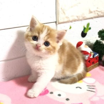 マンチカン【埼玉県・女の子・2023年11月6日・レッドタビー&ホワイト】の写真「お目目ぱっちりまん丸お顔の可愛い長足女の子ちゃん」