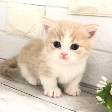 マンチカン【埼玉県・男の子・2023年7月9日・クリームタビー&ホワイト】の写真「めちゃくちゃ可愛い短足くん」
