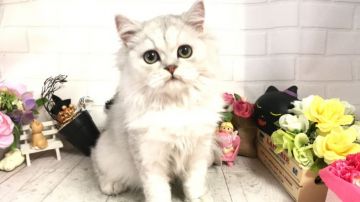 ペルシャ(チンチラ)【埼玉県・男の子・2019年5月20日・チンチラシルバー（ロングコート）】の写真「特別価格！両親共にPKDクリア・父グランドCH」