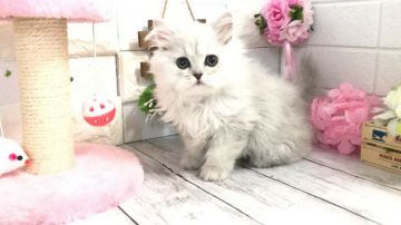 ペルシャ(チンチラ)【埼玉県・男の子・2021年2月15日・チンチラシルバー（ロングコート）】の写真「お目ぱっちり可愛い男の子くん★両親遺伝子クリア◎」