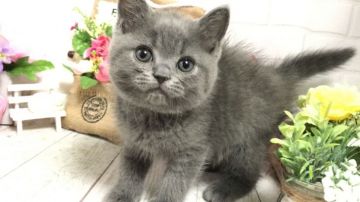 エキゾチックショートヘア【埼玉県・男の子・2019年4月18日・ブルータビー】の写真「両親共にPKDクリア◎6/26お昼迄で販売終了！」