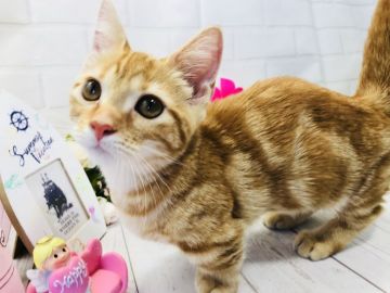 マンチカン(短足)【埼玉県・女の子・2018年3月19日・レッドタビー】の写真「ゴロゴロ喉を鳴らしてくれる可愛い性格短足ちゃん」