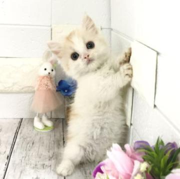 マンチカン【埼玉県・男の子・2022年5月8日・クリームタビー&ホワイト（ロング）】の写真「遊ぶの大好き♡超絶可愛い短足くん♡」