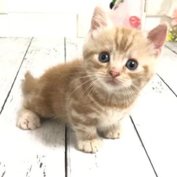 マンチカン【埼玉県・男の子・2022年6月19日・レッドタビー】の写真「まだまだ幼いですが募集開始します♡」