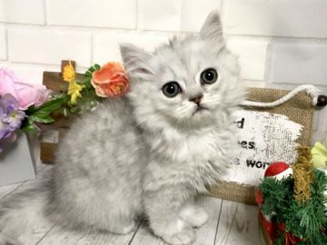 ミヌエット【埼玉県・男の子・2018年9月25日・チンチラシルバー（ロングヘア）】の写真「お目目がこぼれそうに大きい可愛い11/28迄の販売」