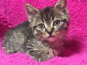 マンチカン(短足)【埼玉県・男の子・2018年1月13日・ブラウンタビー】の写真「短足君パパWチャンピオン」