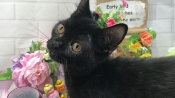 マンチカン(短足)【埼玉県・男の子・2018年4月27日・ブラックスモーク 短足】の写真「とても可愛いゴロゴロ喉を鳴らす短足くん・特価❤️」