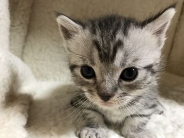マンチカン【埼玉県・男の子・2017年2月7日・シルバータービー（短毛）】の写真「すごく可愛い足短くん♡T」
