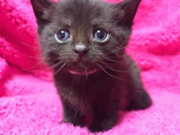 マンチカン(短足)【埼玉県・男の子・2018年1月13日・ブラックスモーク】の写真「クールでカッコいいブラック中足の男の子くんです」