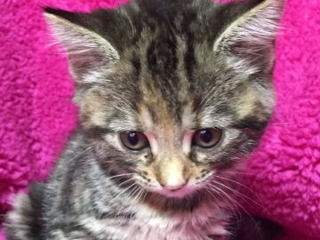 マンチカン【埼玉県・女の子・2017年9月30日・ブラウンパッチドタビー】の写真「可愛いお顔の長足ちゃん11/22迄特別価格」