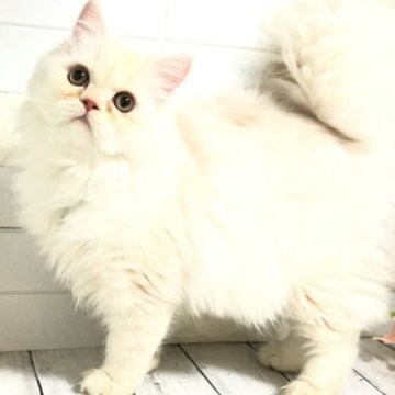 マンチカン【埼玉県・男の子・2023年4月21日・カメオクリームタビー（セミロング）】の写真「喉ゴロゴロ抱っこ好き❤️癒し系アイドル♡」