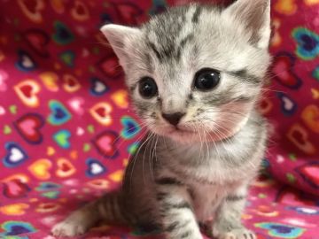 マンチカン【埼玉県・女の子・2017年2月20日・シルバータビー（短毛）】の写真「白多めのシルバーちゃん」