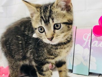 マンチカン(長足)【埼玉県・男の子・2018年4月27日・ブラウンマッカレルタビー】の写真「まん丸お顔の可愛い長足くん」