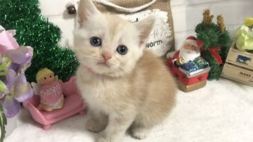 マンチカン(長足)【埼玉県・女の子・2018年11月27日・クリームタビー】の写真「とても可愛くて人懐こい長足ちゃん」