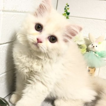 マンチカン【埼玉県・男の子・2023年4月21日・カメオクリームタビー（セミロング）】の写真「ふわふわモコモコのとてもお顔の可愛い長足くん♡」