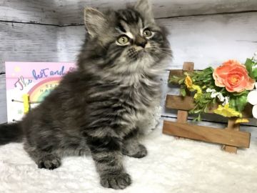 マンチカン(長足)【埼玉県・男の子・2018年10月17日・ブラウンタビー（ロングコート）】の写真「明日12/19のお昼迄の販売です！」