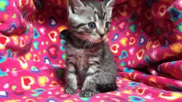 マンチカン【埼玉県・男の子・2017年2月20日・ブラウンタビー（短毛）】の写真「コロコロ可愛い僕ちゃん」